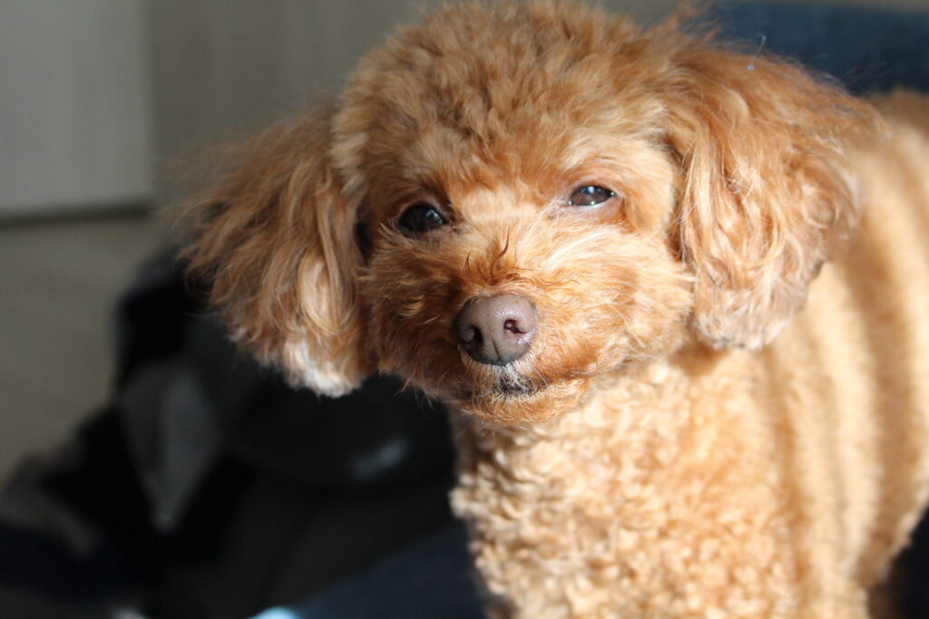 愛犬