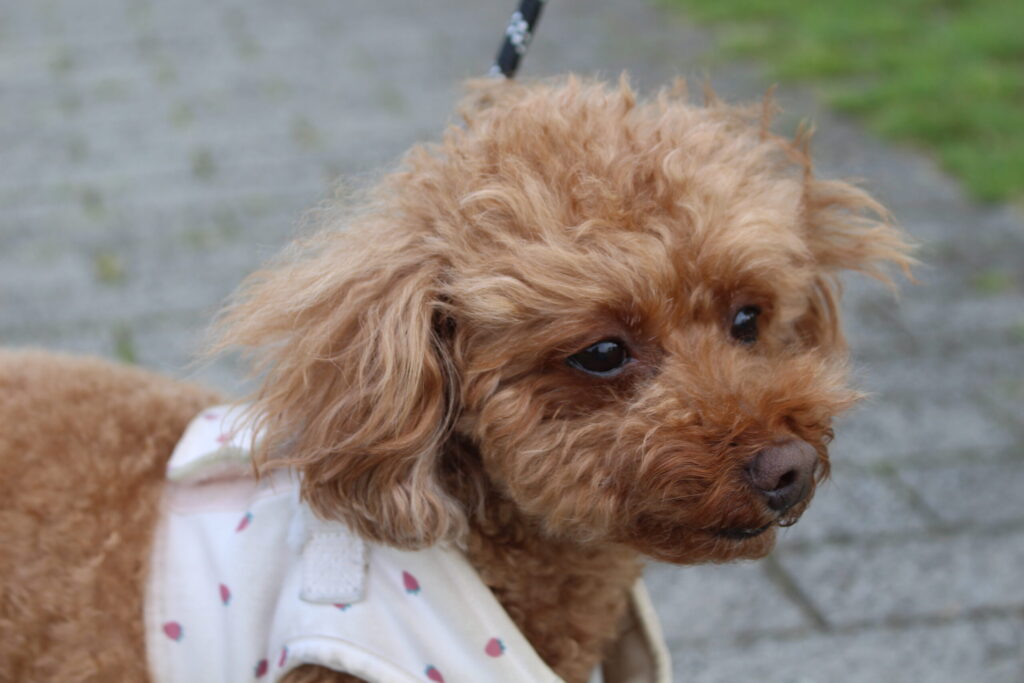 愛犬ココ